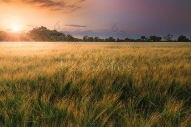 夕阳下的麦田