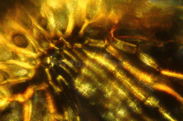 肉桂蕨类植物孢子囊的抽象偏光显微照片。