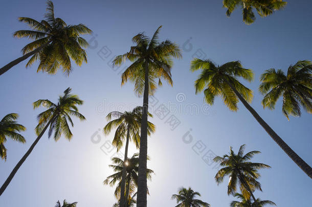 一簇蓝色背景的高大椰子树