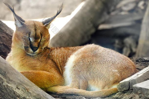 美丽的野生山猫或猞猁。