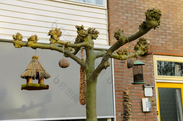 荷兰春天小镇上的鸟类饲养者