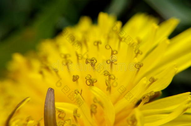 生物学蒲公英植物区系花花园