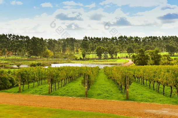 农业的澳大利亚房地产葡萄成长