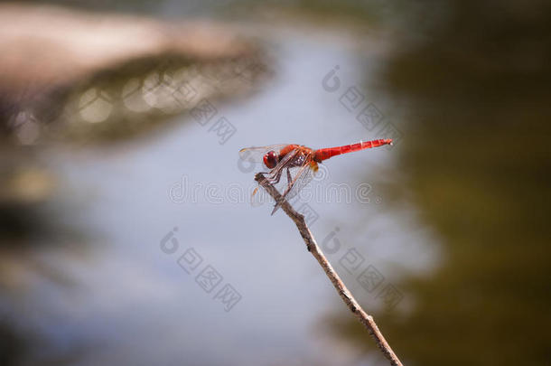 蜻蜓宏镜头。