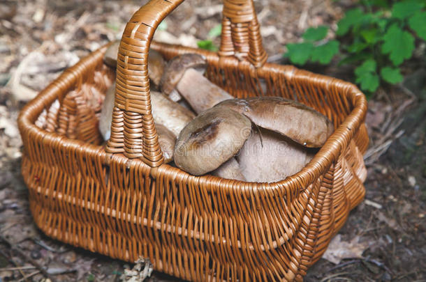 柳条篮子里刚收获的森林蘑菇