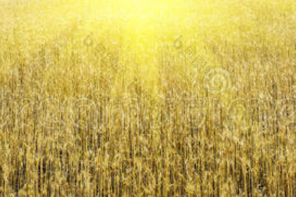 夏天的<strong>清晨</strong>，<strong>金色</strong>的小麦和阳光。