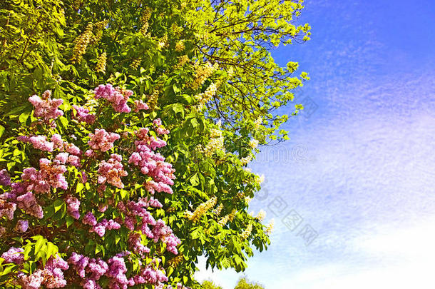 春天开着白花和丁香花的相思树