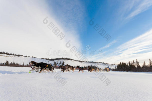 热情的雪橇狗队<strong>使劲</strong>拉