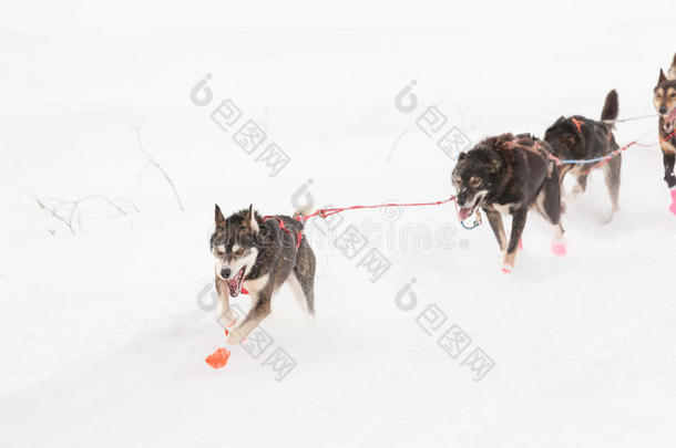 热情的雪橇狗队使劲拉