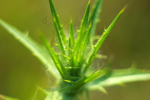 背景植物学兴奋剂生态学农田