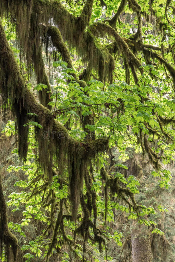 生物群系分支每年落叶的生态系统植物区系图片包图网企业站