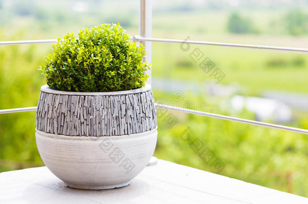 阳台上陶瓷花盆里的绿色布克斯