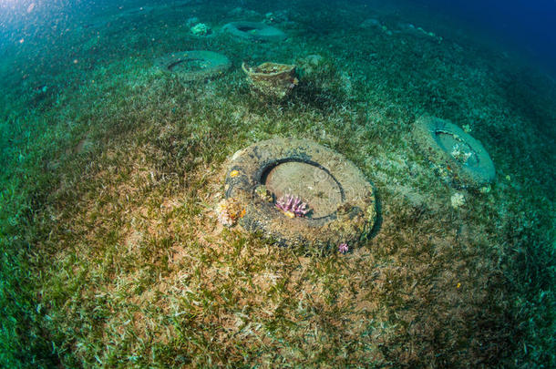 被遗弃的藻类底部文明珊瑚