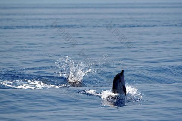 热那亚湾的海豚