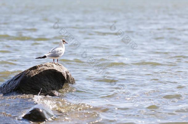 鸟动物群海鸥湖<strong>喵喵</strong>