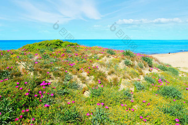 普拉塔莫纳的绿色和粉红色海岸