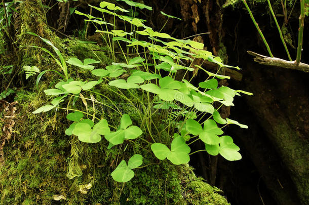 生物群系分支生态系统植物区系森林