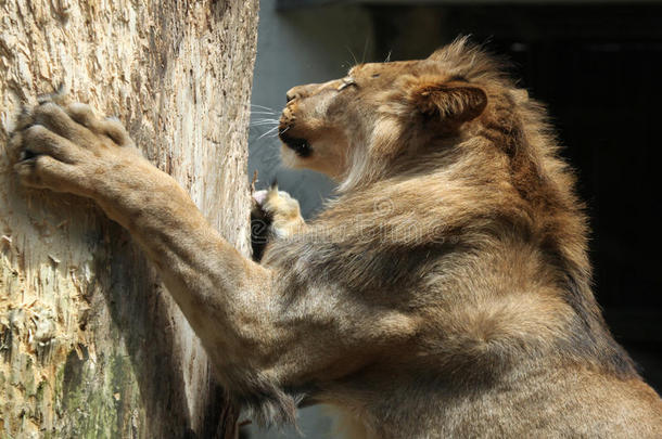 巴巴里狮子（豹狮子座），也被称为阿特拉斯狮子。