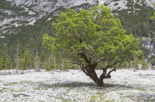 背景沙漠处置对于小山