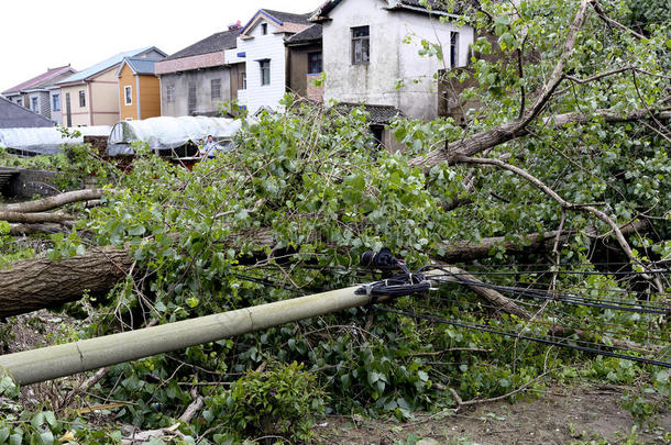 <strong>台风</strong>吹倒了树木和电线杆，等待修理