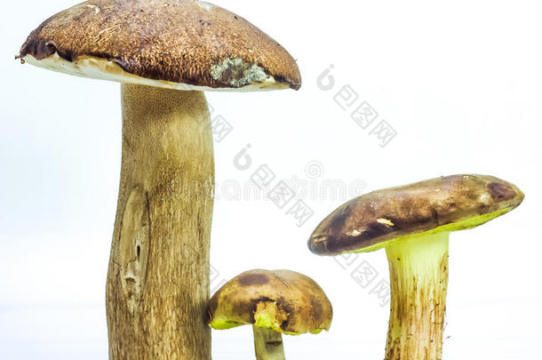 大棕色蘑菇牛肝菌和飞轮
