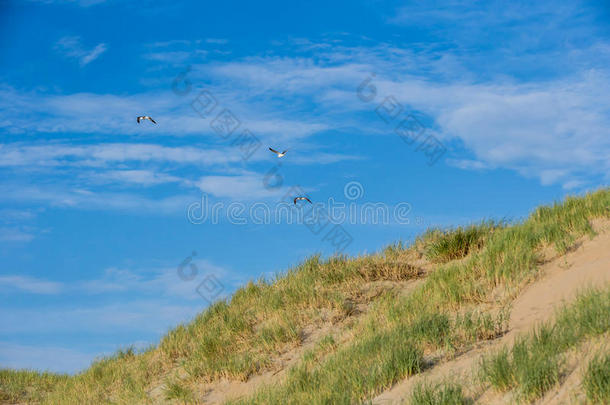 海滩海岸与<strong>沙丘</strong>在一个<strong>阳光</strong>明媚的日子，蓝天与3只海鸥鸟
