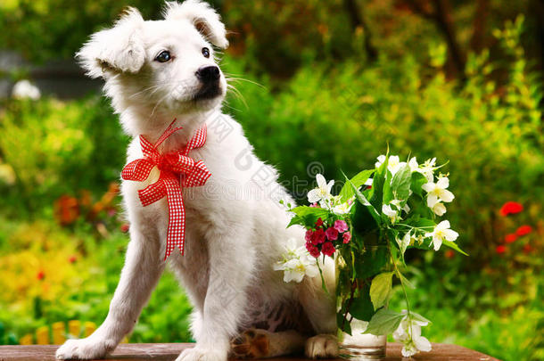 毛茸茸的白色小狗，花瓶的茉莉和康乃馨花在夏天的花园背景