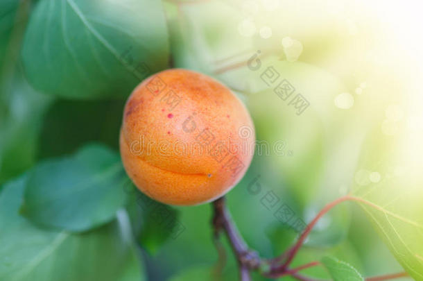 杏树，果实生长
