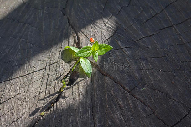 <strong>植树造林</strong>农业艺术背景分支