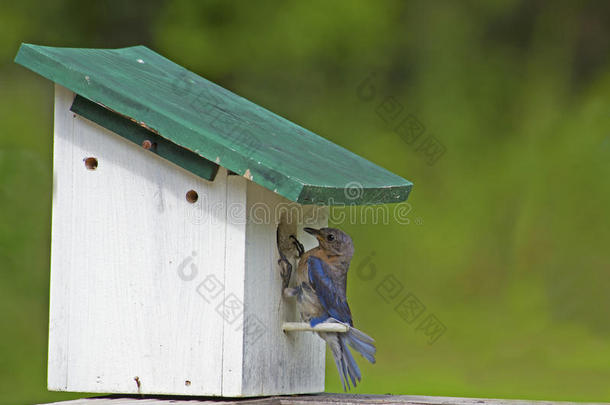 <strong>蓝鸟</strong>栖息在喂养他的幼崽。