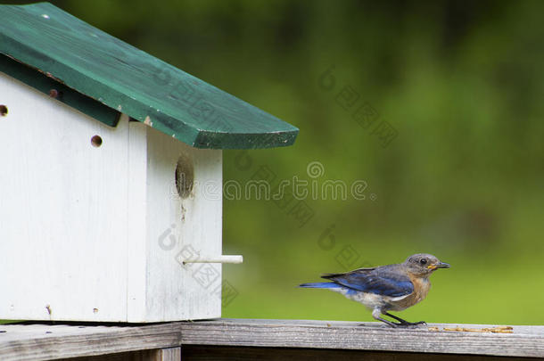 蓝鸟在她的巢穴附近吃食虫。