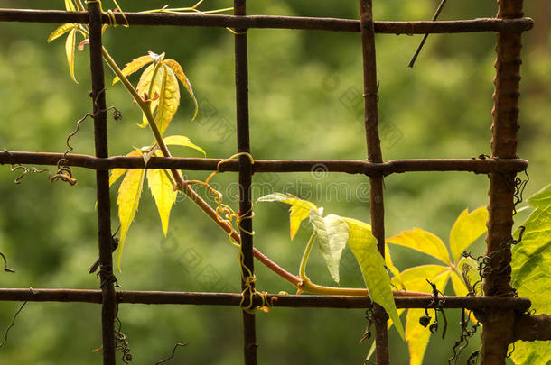 生长在铁网围栏上的<strong>树状</strong>植物