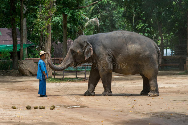 泰国大象保护中心的大象表演