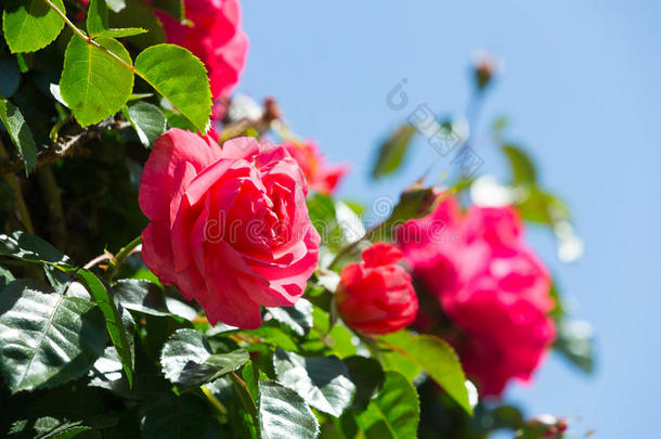 盛开的红玫瑰植物