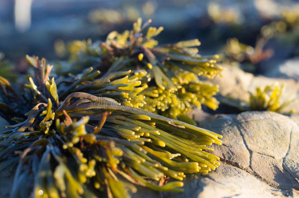 藻类加利福尼亚海岸马林海洋