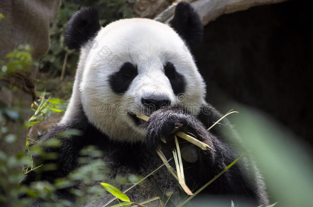 大熊猫足吃新加坡竹子动物园