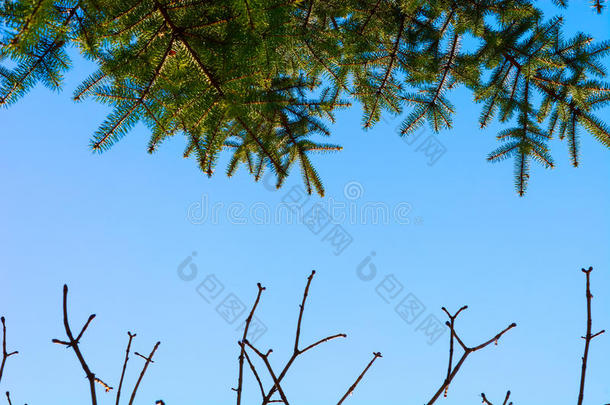 绿色的松树和树枝没有树叶对抗天空