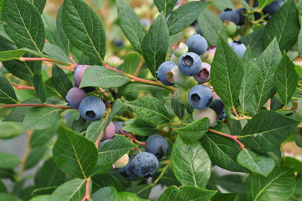 蓝莓果实特写在有绿叶的树枝上