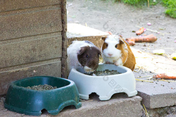 豚鼠动物动物动物宠物动物园友好的友谊