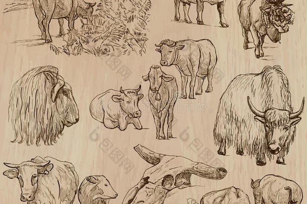 牛和牛手画的矢量包