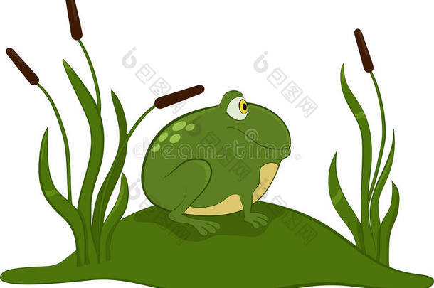 绿青蛙。