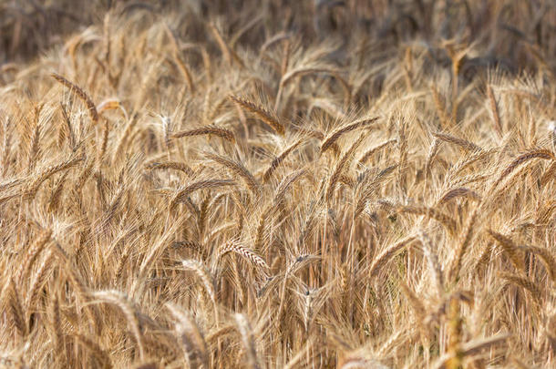 美丽的田野-金色成熟的黑麦在阳光下