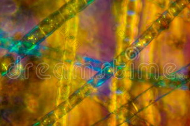 淡水丝状藻类的彩色、全景、极化显微照片。