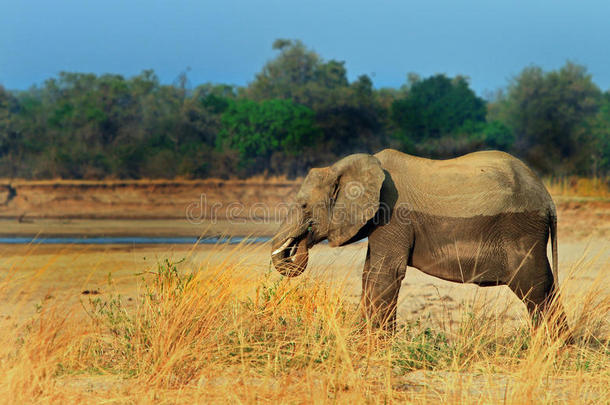 <strong>一只大象</strong>站在南卢安瓦的河岸旁边
