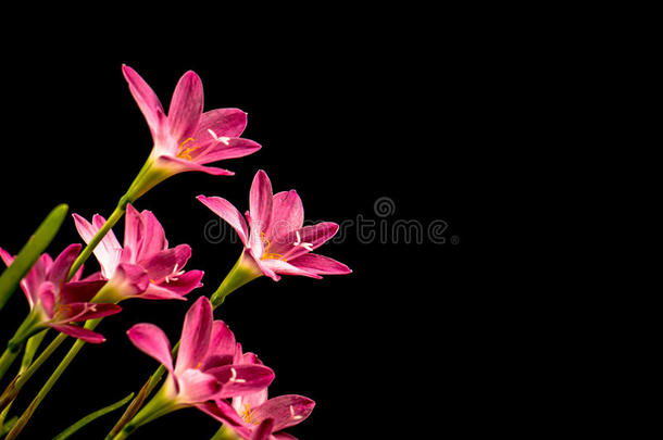 在黑色背景上特写淡粉红色的花