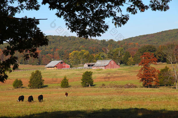 秋天在密苏里州试点旋钮的牛牧场上