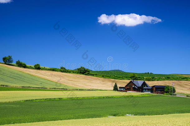 大麦田与农舍在比埃省，北海道，日本