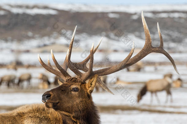 公牛麋鹿冬季肖像