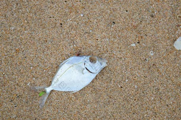 海滩上的死鱼。