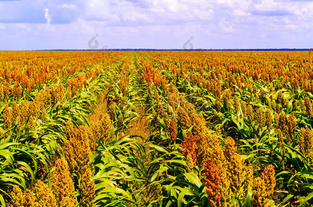 非洲农业博茨瓦纳农事领域